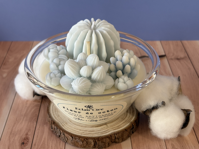 Cactus fleur de coton - 190gr