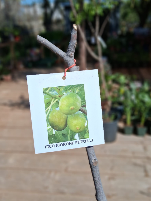 N10 . Fico bianco Fiorone Petrelli
