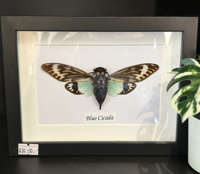 Blue Cicada