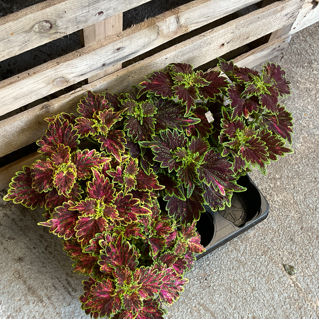 Coleus