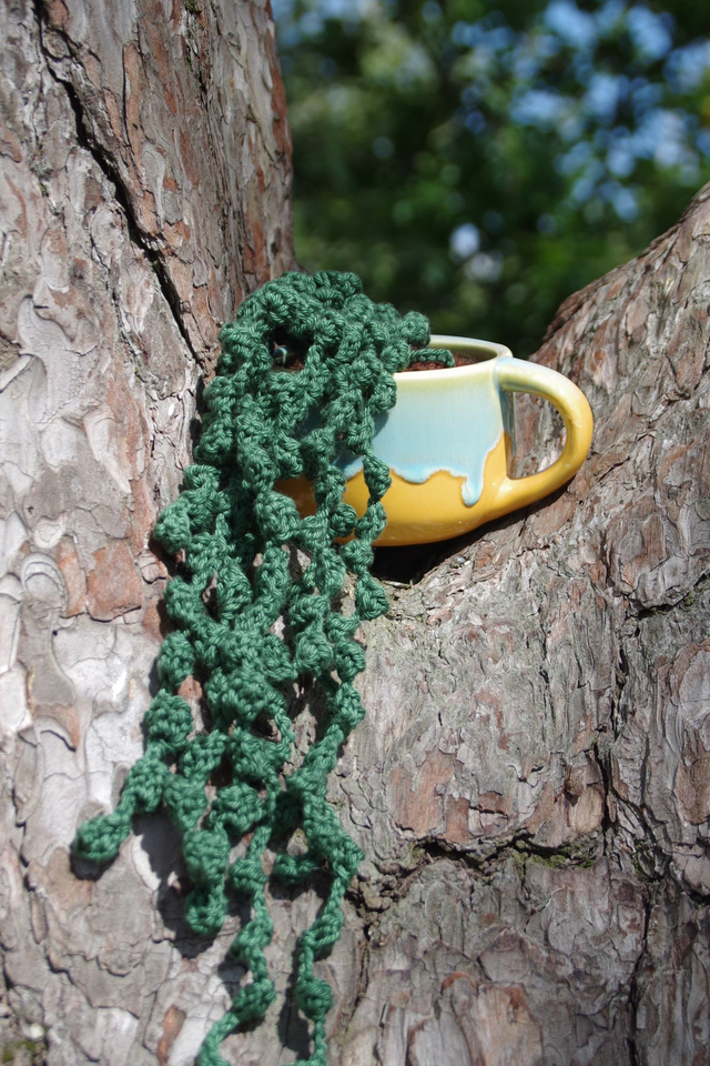 Succulente séneçon de Rowley 