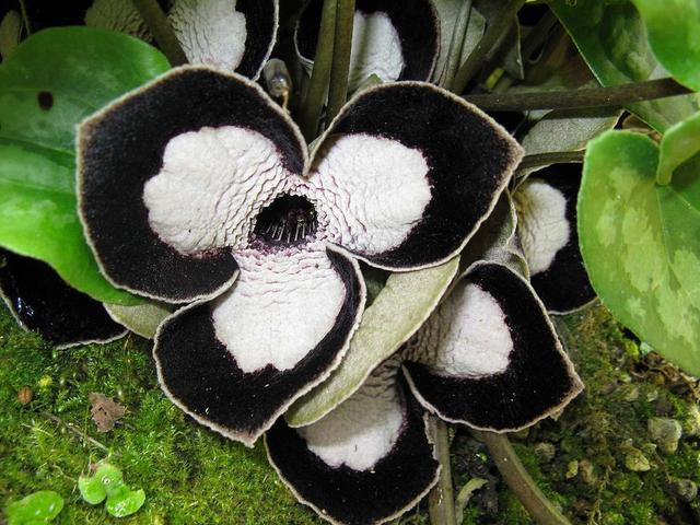 Asarum maximum &#039;Ling Ling&#039; - Panda Face Ginger 1 litre