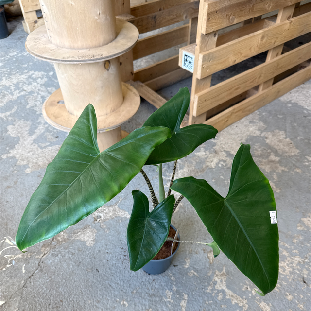 Alocasia zebrina