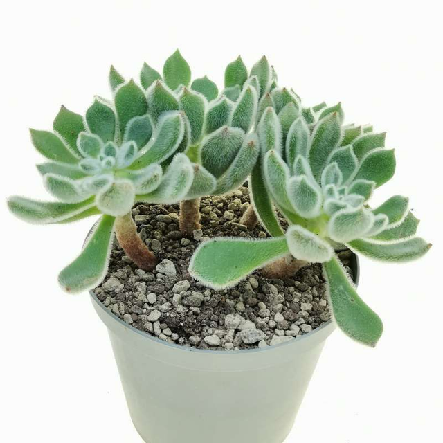 D71 . Echeveria bombicyna