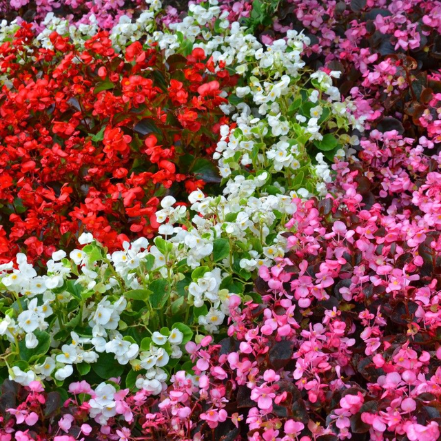 Begonia Semperflorens - Devils Delight mixed [6]