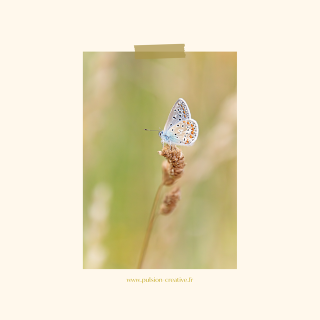 Carte postale photographie #4 Papillon