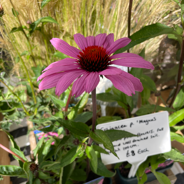 Echinacea Magnus superior 