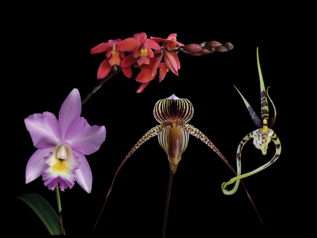 Sympathetic Combination Essence