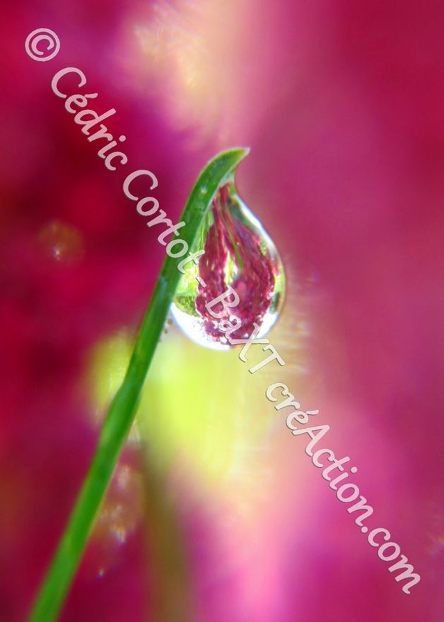 1 - Carte postale - Rosée et gouttes de pluie (Ref 7311)