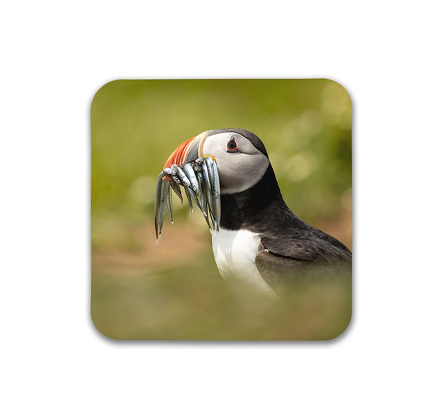 Snack Time, Skomer Island