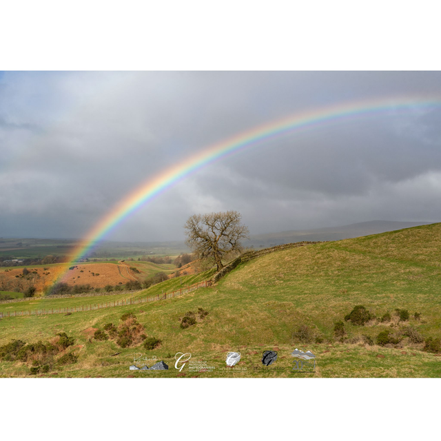 Rainbow Over Tree