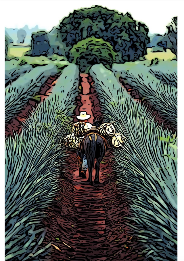 CERCLE DE L'AGAVE DE JUILLET