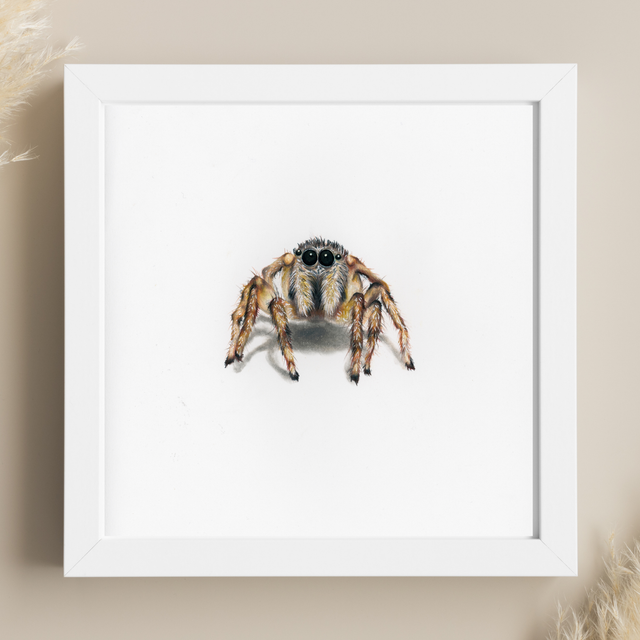 Araignée N°1