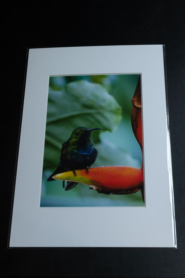 Tirage illimité Turquoise avec passe-partout  