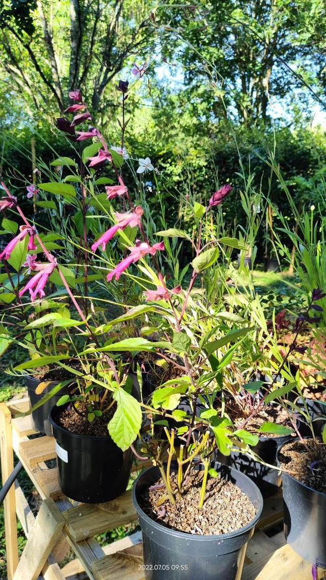 Salvia x Love &amp; Wishes - Clt2