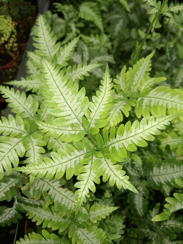 Pteris argyraea (Silver Brake) 1 Litre