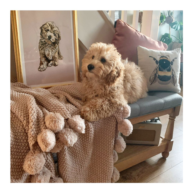 &#039;Pet Portraits&#039;: A unique piece of art for your home or a meaningful gift 