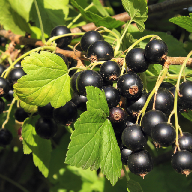 Brume Florale-Mélisse, Cassis et Menthe verte