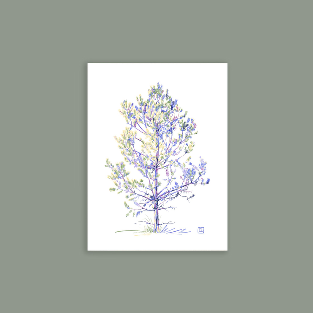 Carte postale - Pin sylvestre I