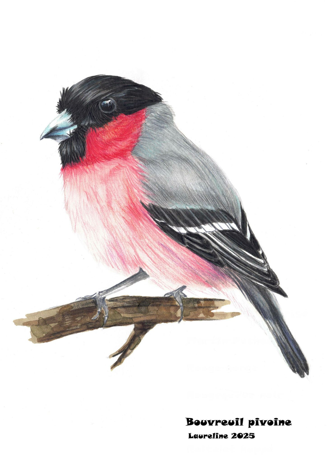 Carte postale Bouvreuil pivoine