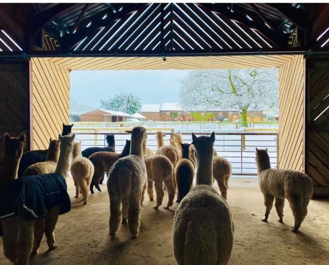 Alpacas of Acton Farm Tour
