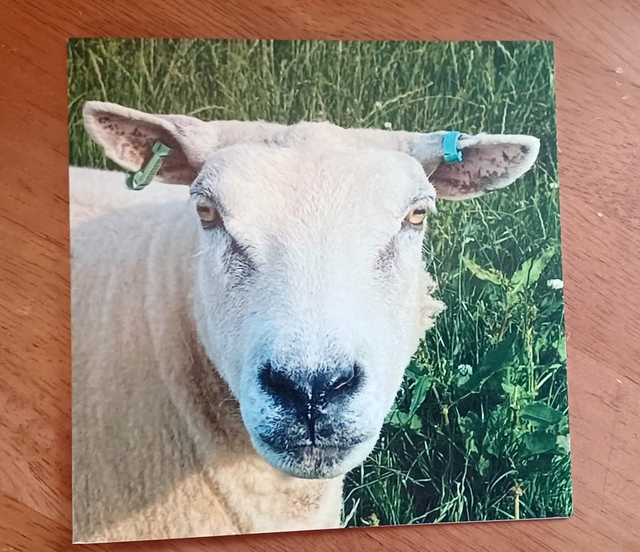 Mrs Texel