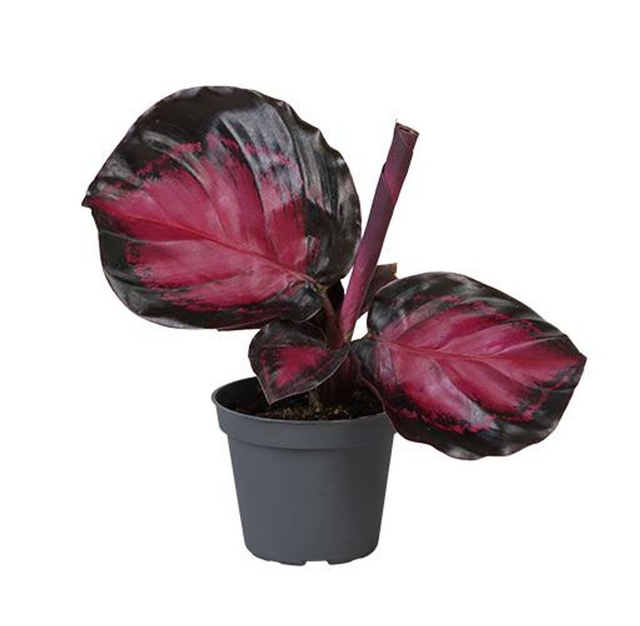 B15 . Calathea roseopicta