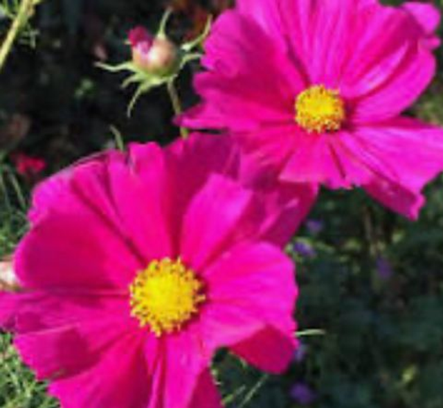 Cosmos Casanova Violet