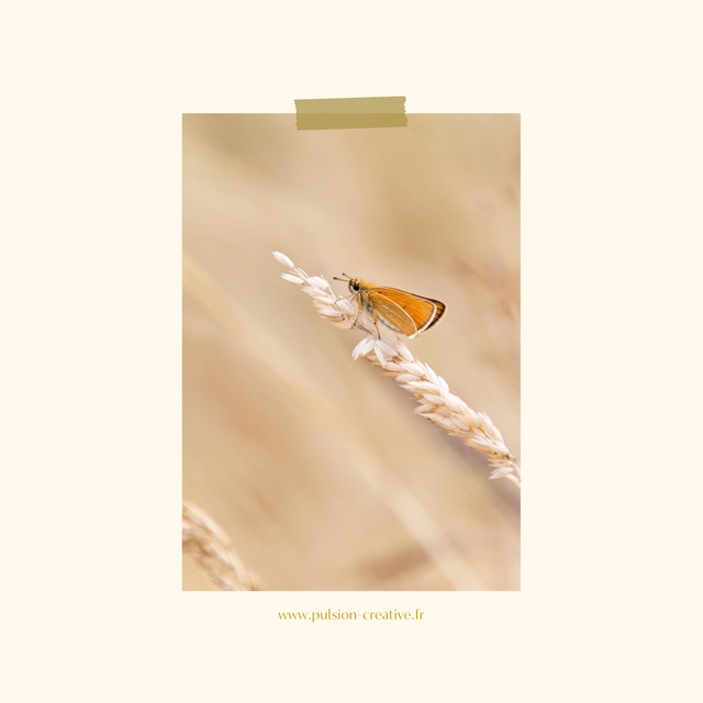 Carte postale photographie #3 Papillon