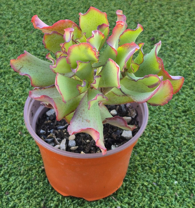 Crassula arborescens ssp. undulatifolia (Drarf Ripple Jade) 