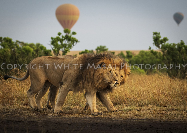 Bromance, Sunrise with hot air balloons floating behind the lions.