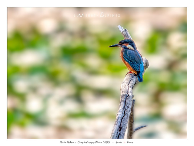 Martin Pecheur Etang Crosagny 202308-01