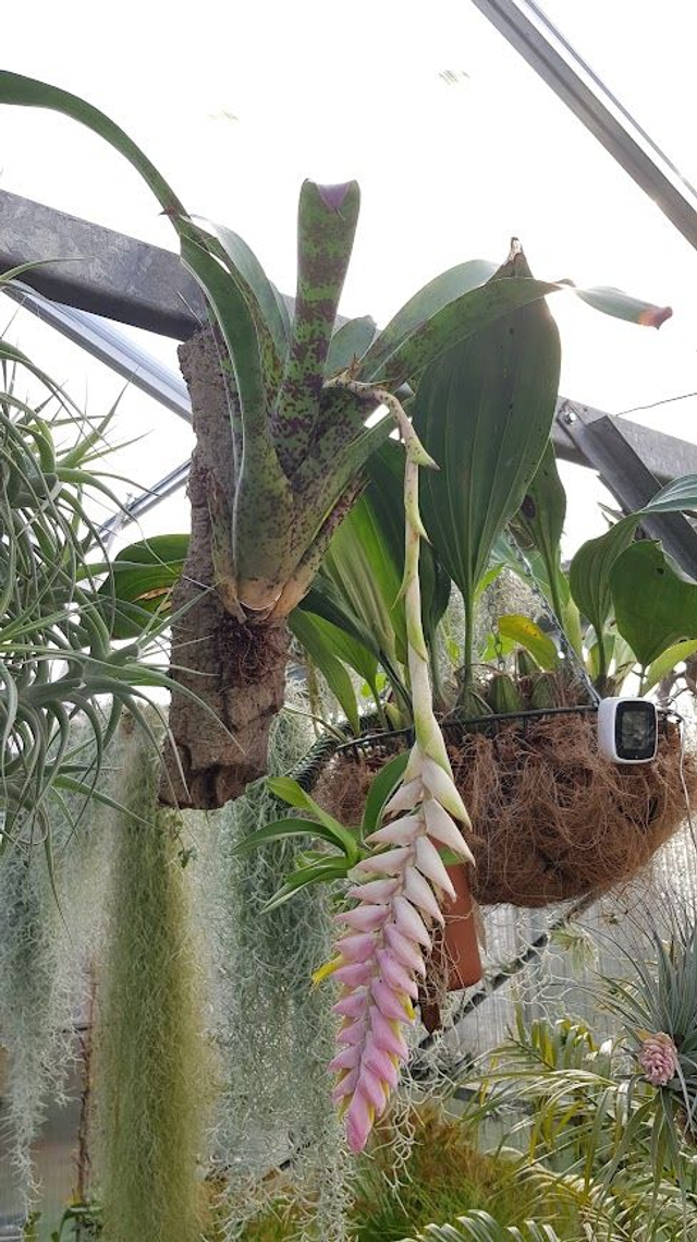 Vriesea Lacy 