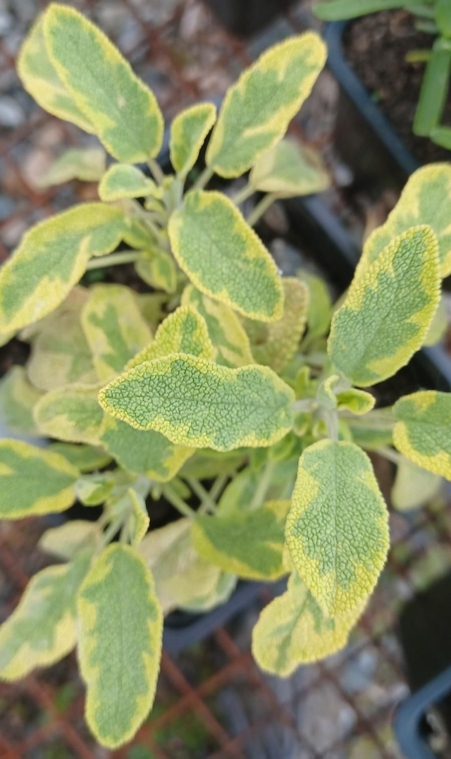 Sage Golden