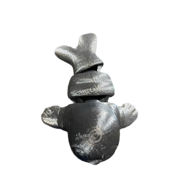 Foca articolata