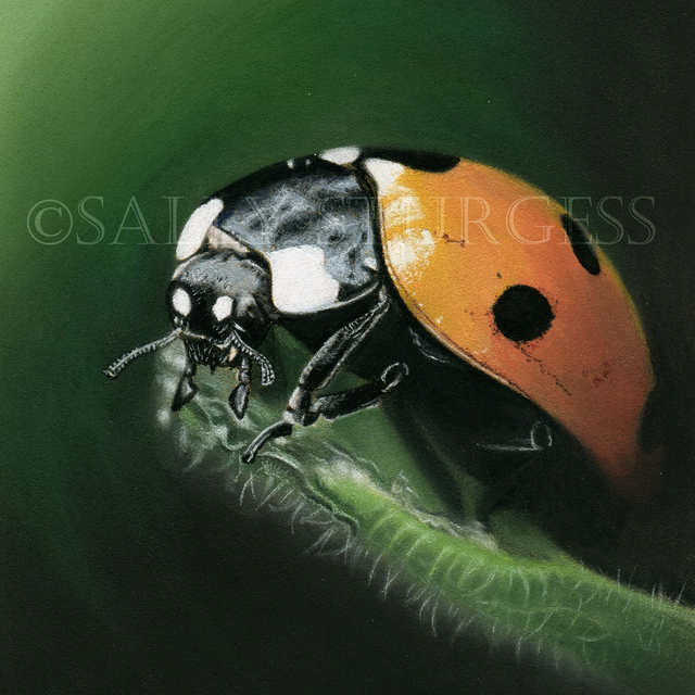 "Predator" 6x6" Original Pastel Painting Artwork