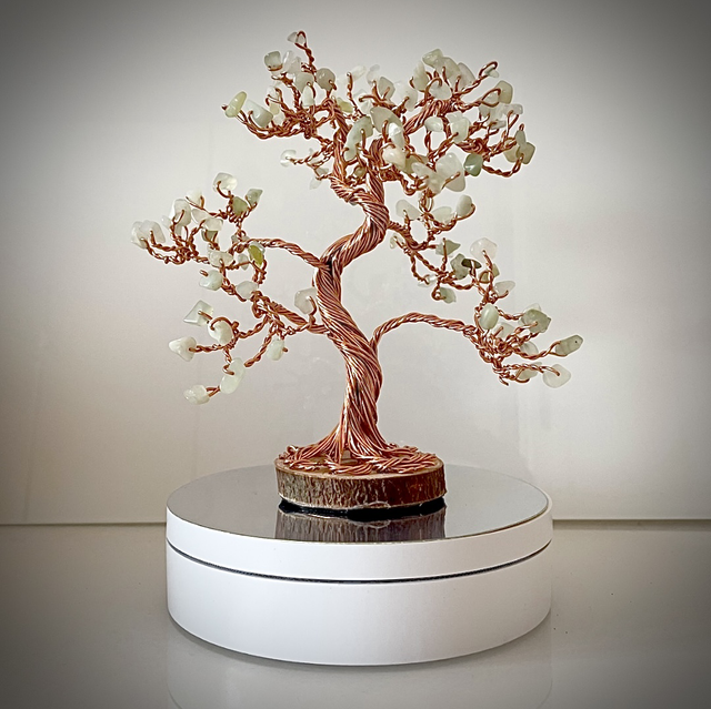 Arbre Bonsaï Jade 