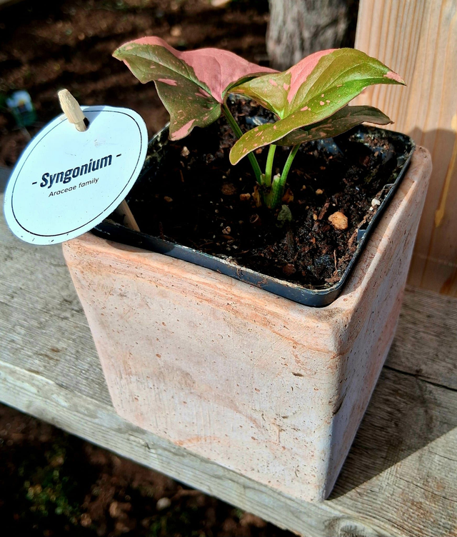 S05 . Syngonium 'Pink Splash' in "CUBO TERRA DI SIENA 10"