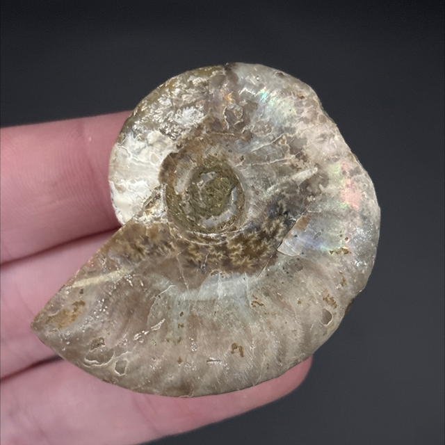 Cleoniceras Ammonite 