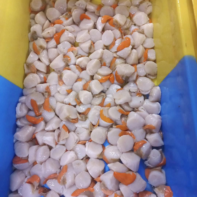 Noix de st jacques de Baie de Seine - 1kg