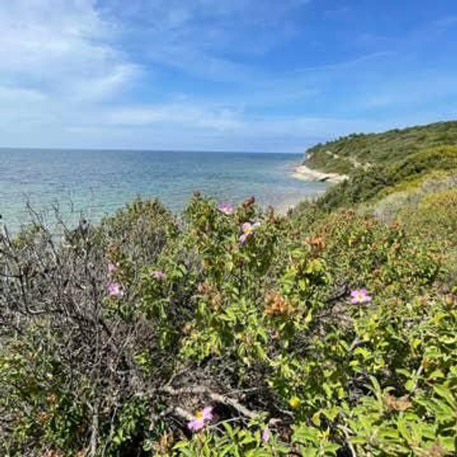 Fondants parfumés maquis Corse
