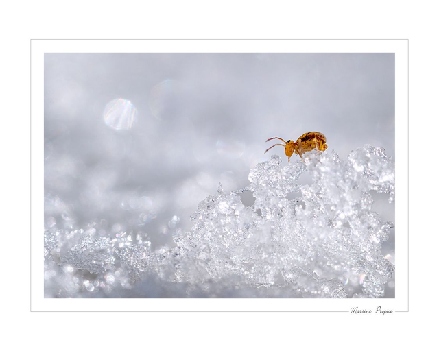C202 - L'âge de glace (collembole)