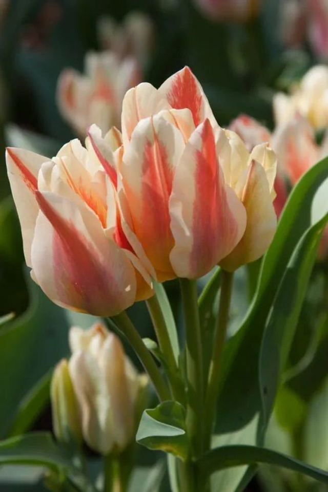 Tulipe Quebec – Bulbes à fleurs