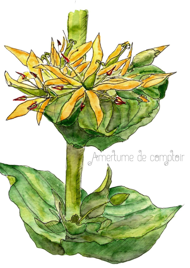 Gentiane "Amertume de comptoir"