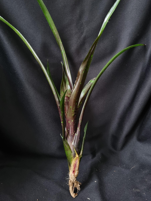 Neoregelia Dominos