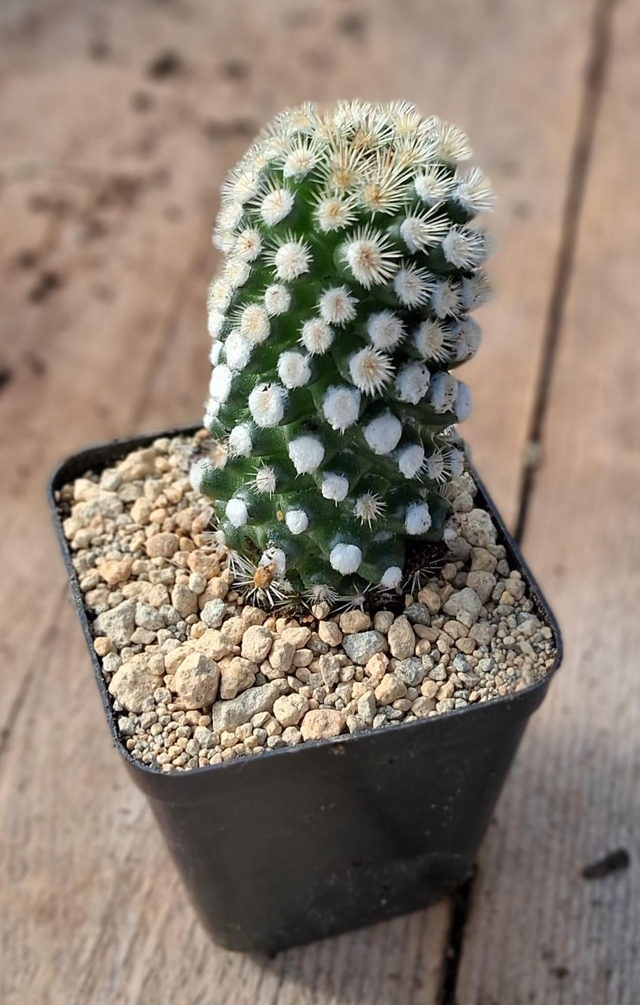 D165 . Mammillaria gracile vaso 5x5
