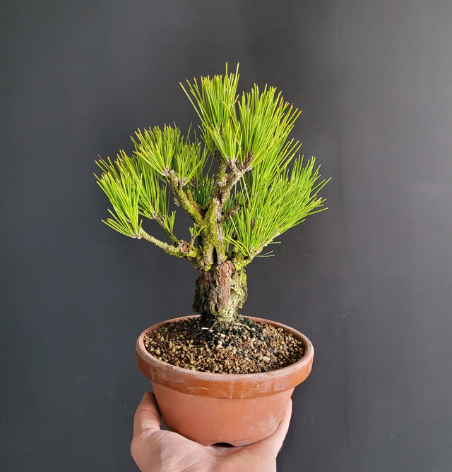 (177) pin noir corticosa