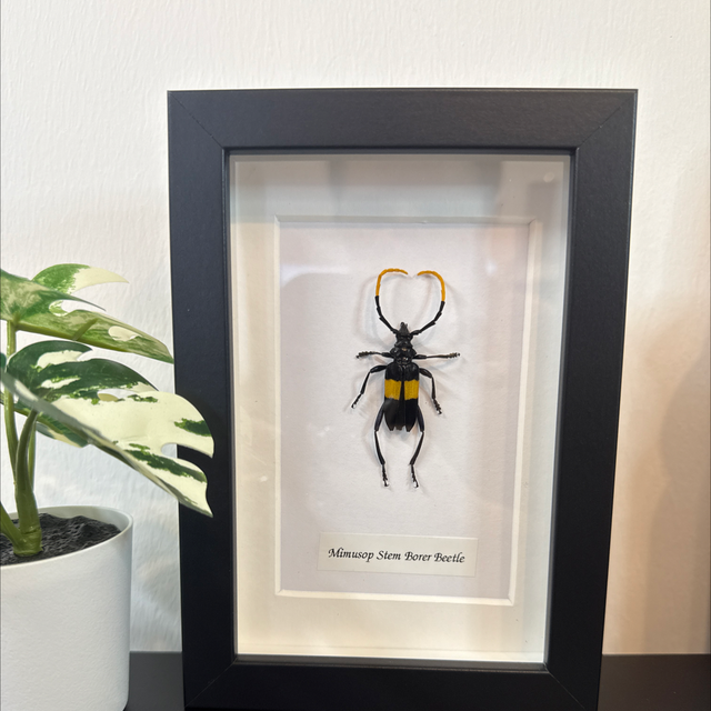 Mimusop Stem Borer Beetle 