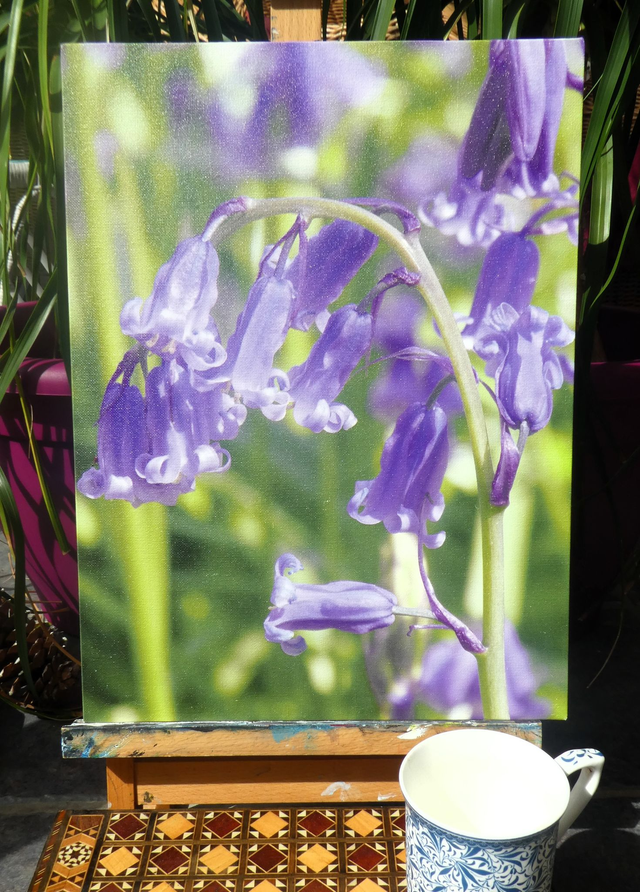 Photographic Open Edition Canvas Panel Print, from my "Bluebell" collection, "Beautiful Bells" 