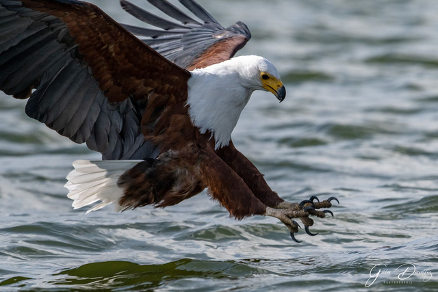 FS056 - Pygargue vocifère